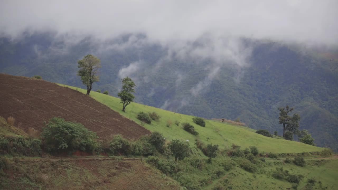 在泰国清迈山上的大自然中雨后视频素材