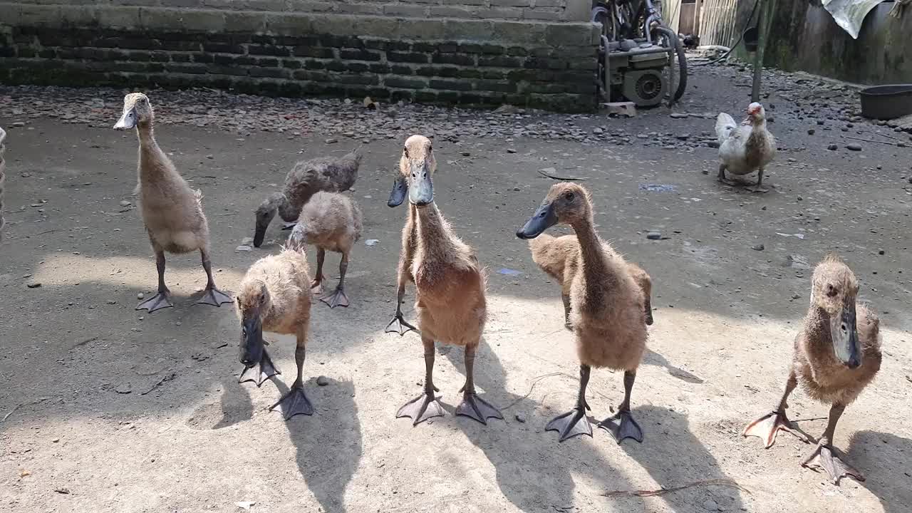 一些棕色的小鸭子或小鸭子等待喂食视频素材