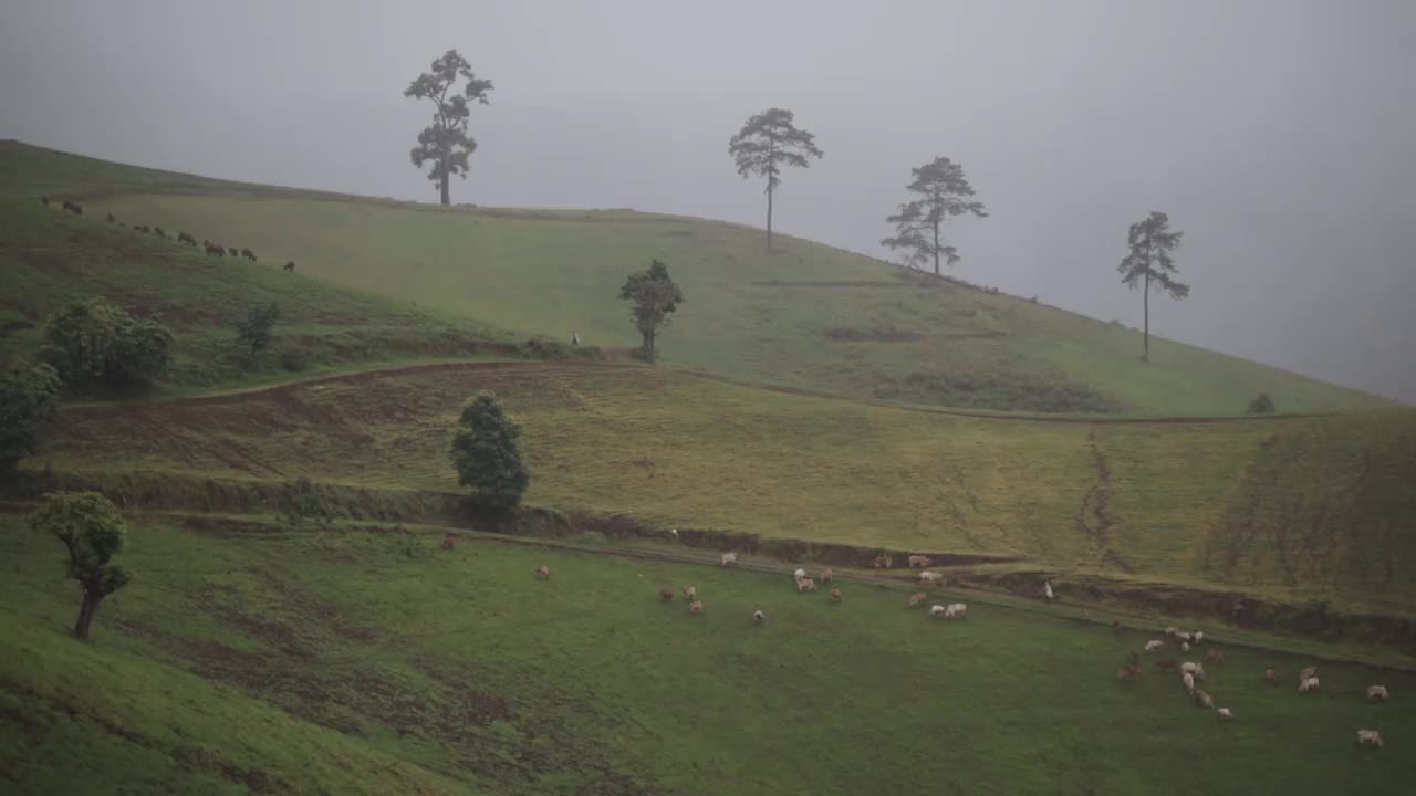 在泰国清迈山上的大自然中雨后视频素材