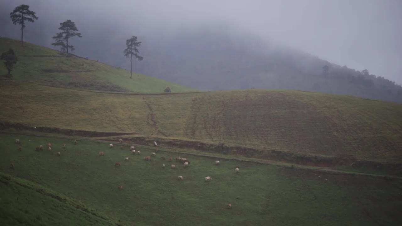 在泰国清迈山上的大自然中雨后视频素材