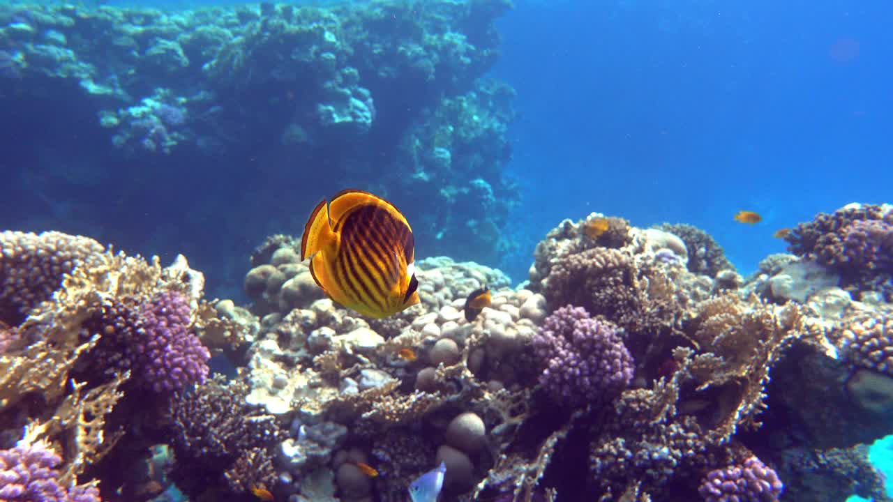 珊瑚鱼-红海浣熊蝴蝶鱼(fasciatus) 4K视频剪辑视频素材