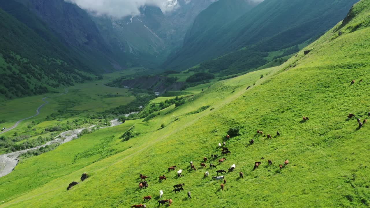 一群在山坡草地上吃草的马视频素材