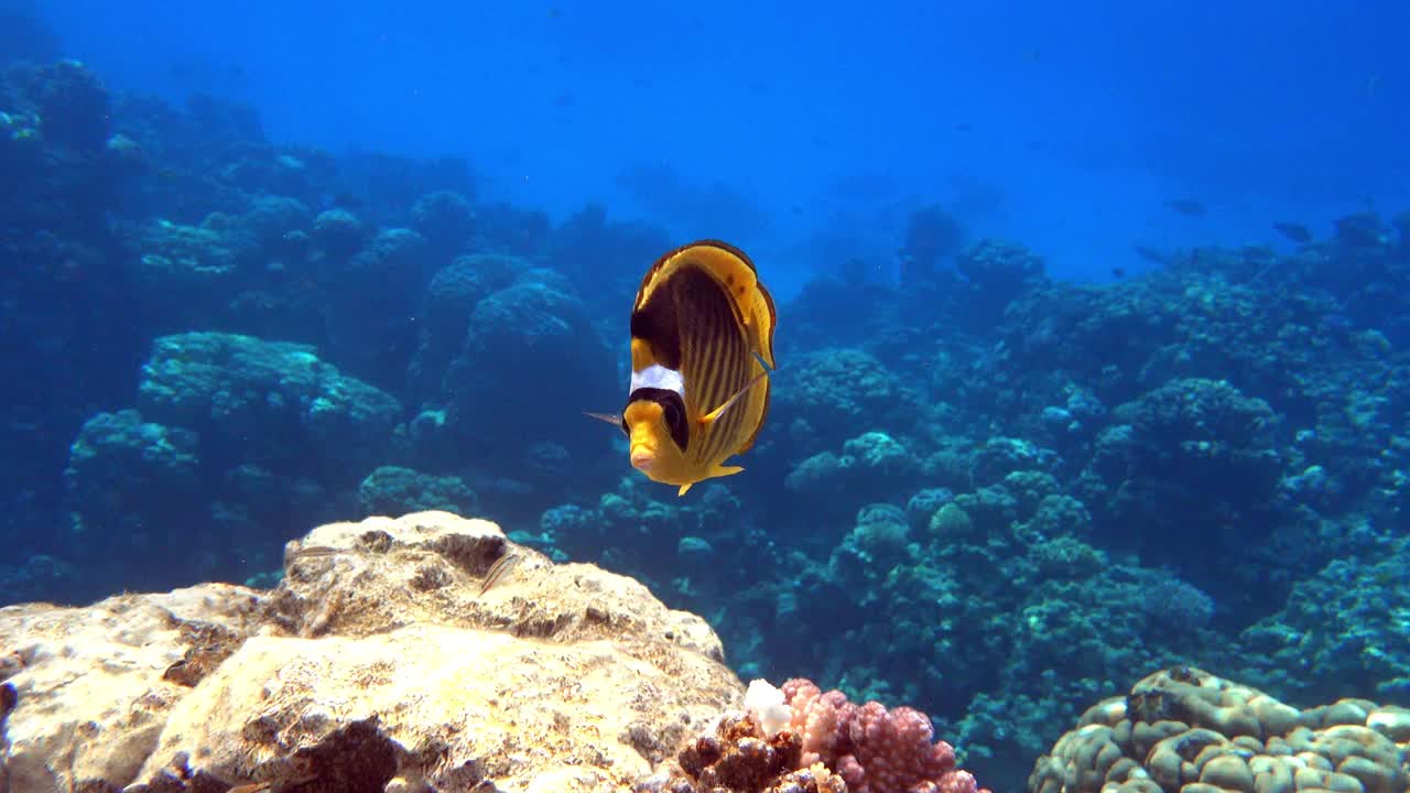 珊瑚鱼-红海浣熊蝴蝶鱼(fasciatus) 4K视频剪辑视频素材