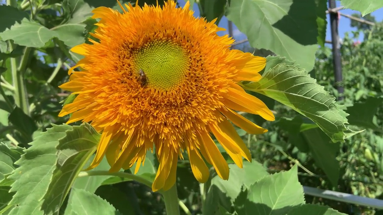 蜜蜂给泰迪熊向日葵授粉视频素材