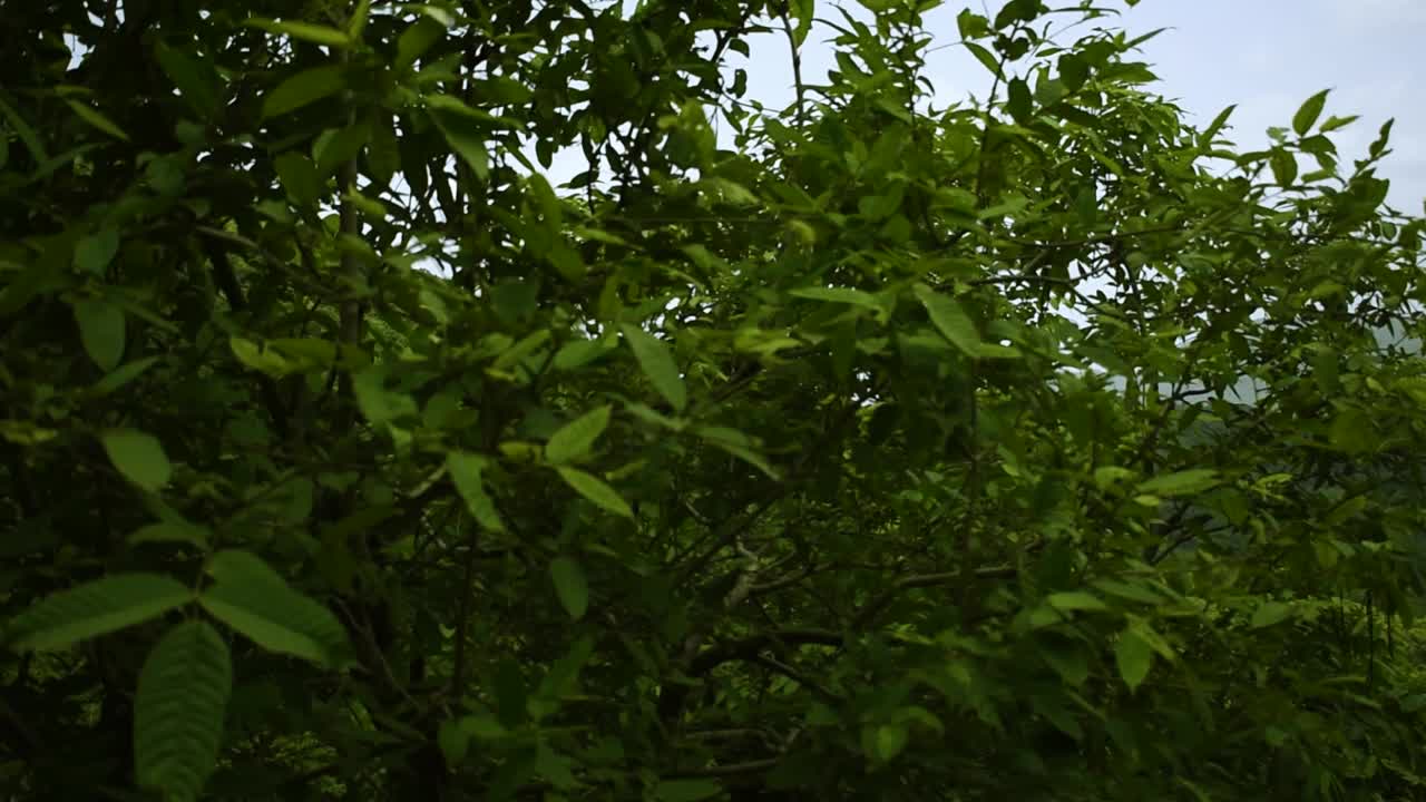 在印度古吉拉特邦的吉纳尔山，绿色的山脉与楼梯和美丽的天空云的观点。视频素材