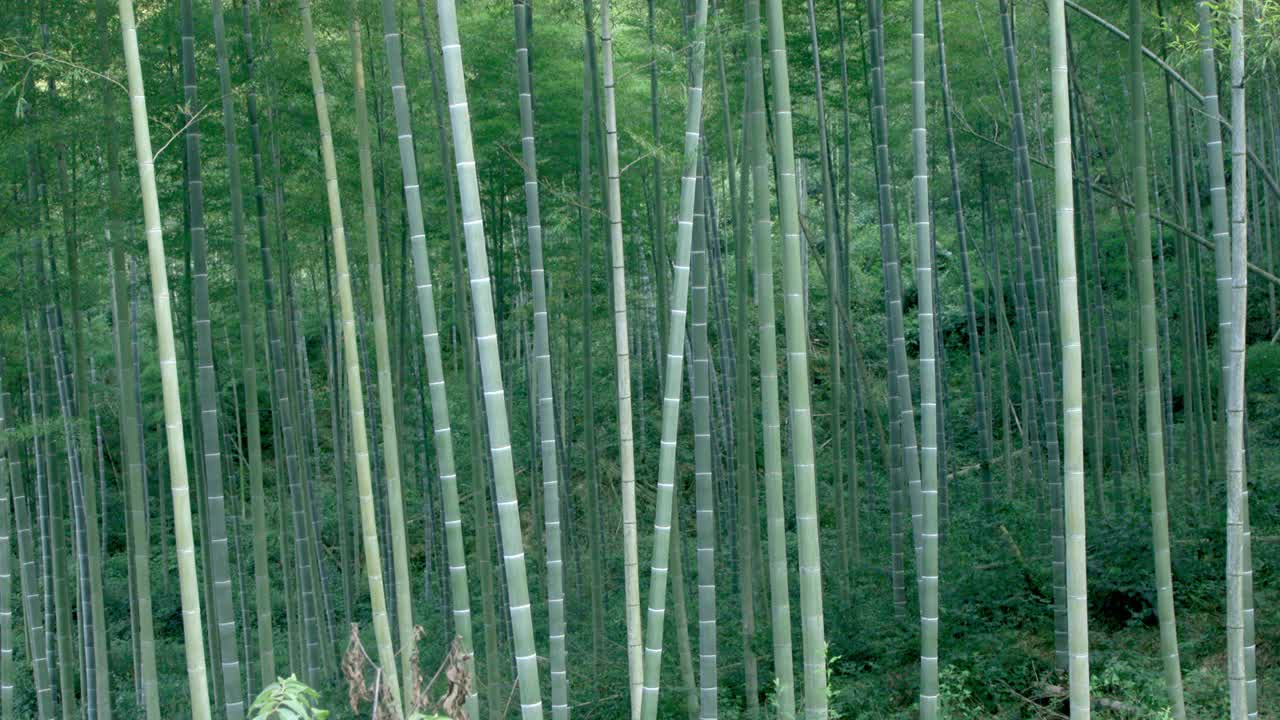 夏季竹林视频素材