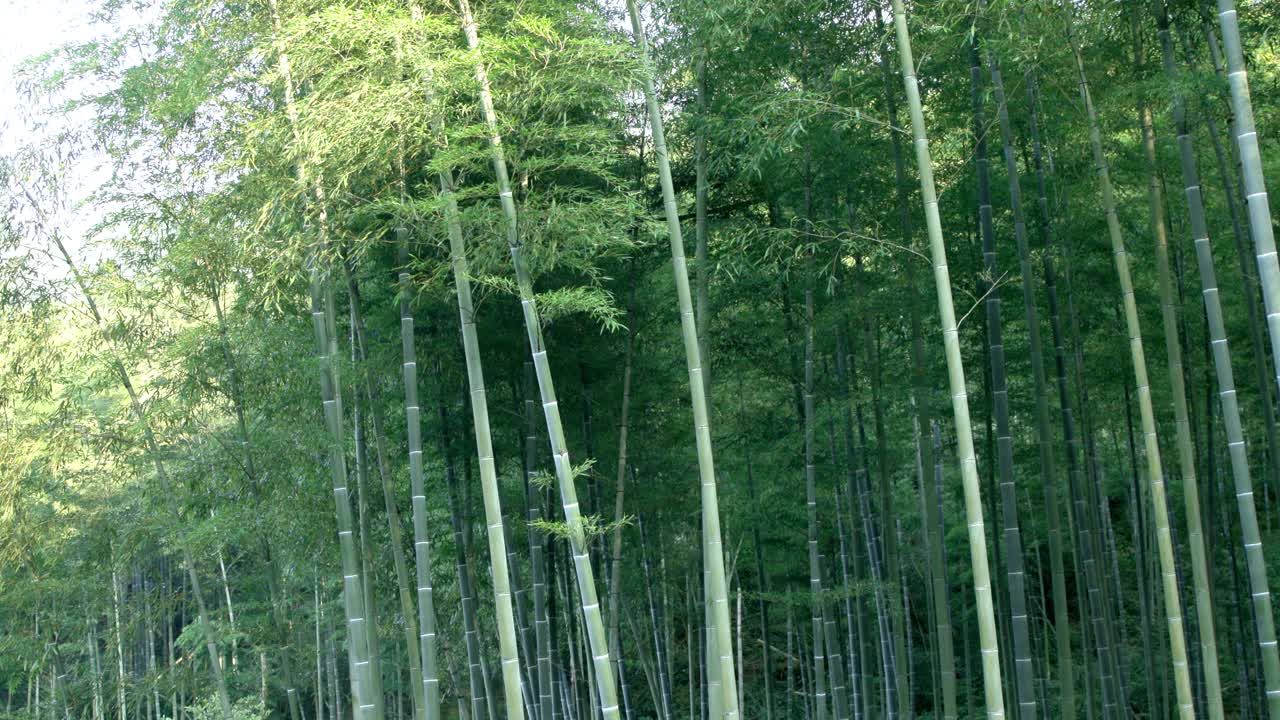 夏季竹林视频素材