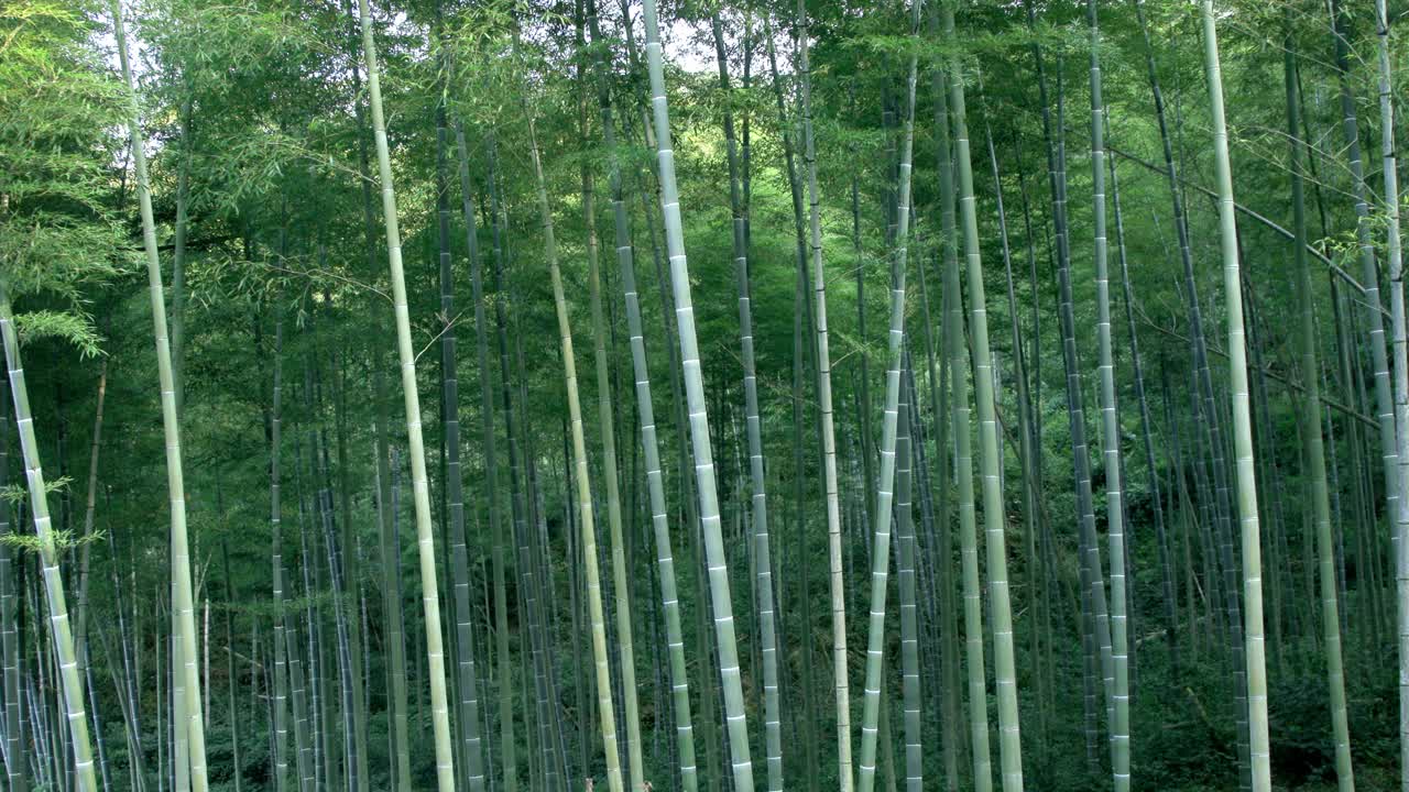 夏天竹林视频素材