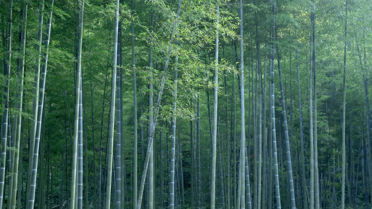 夏天竹林视频素材