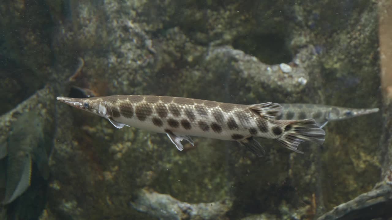 水族馆里的甲壳狗鱼特写镜头视频素材