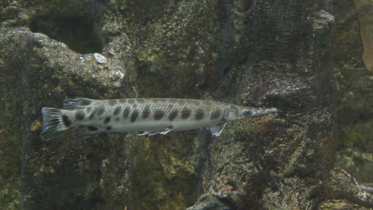 水族馆里的甲壳狗鱼特写镜头视频素材