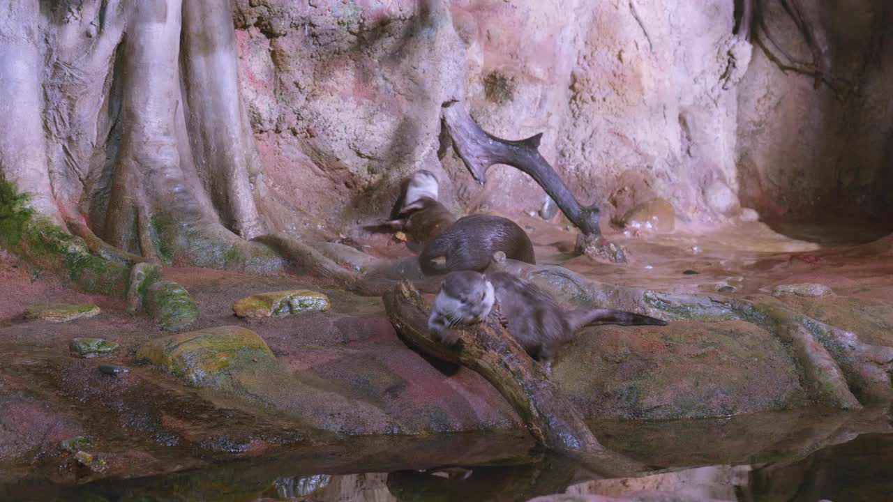 欧洲水獭在水族箱里玩耍视频素材