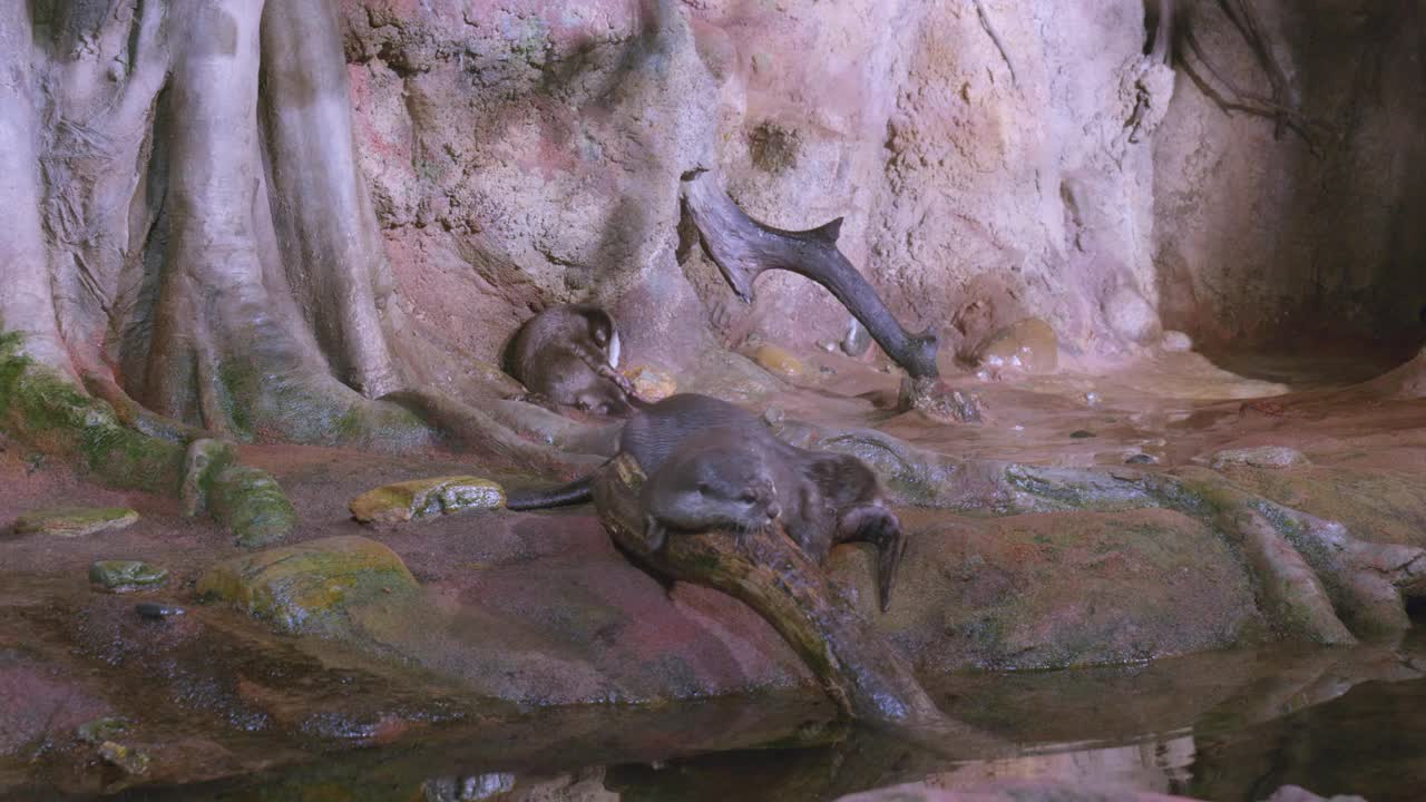 欧洲水獭在水族箱里玩耍视频素材