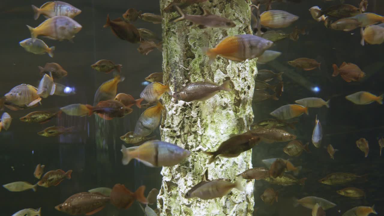 在一个大的水族馆里看鱼视频素材