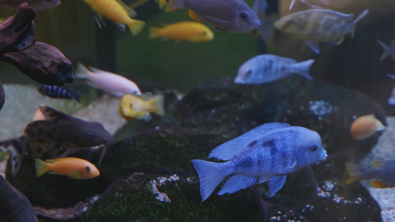 在一个大的水族馆里看鱼视频素材