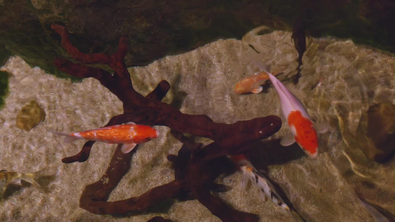 在一个大的水族馆里看鱼视频素材