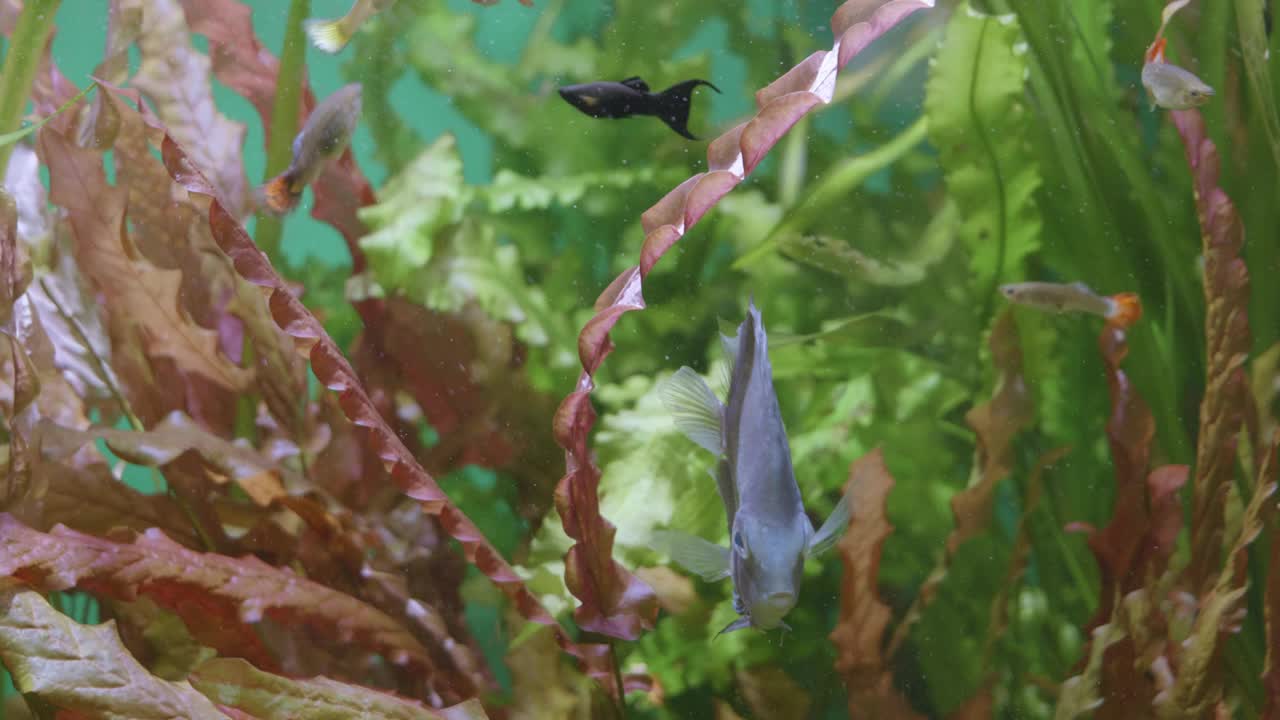 在一个大的水族馆里看鱼视频素材