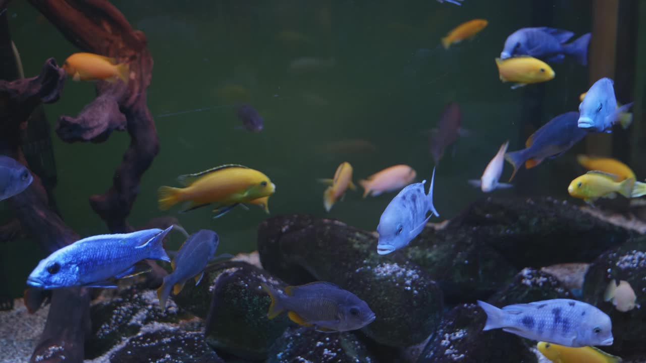 在一个大的水族馆里看鱼视频素材