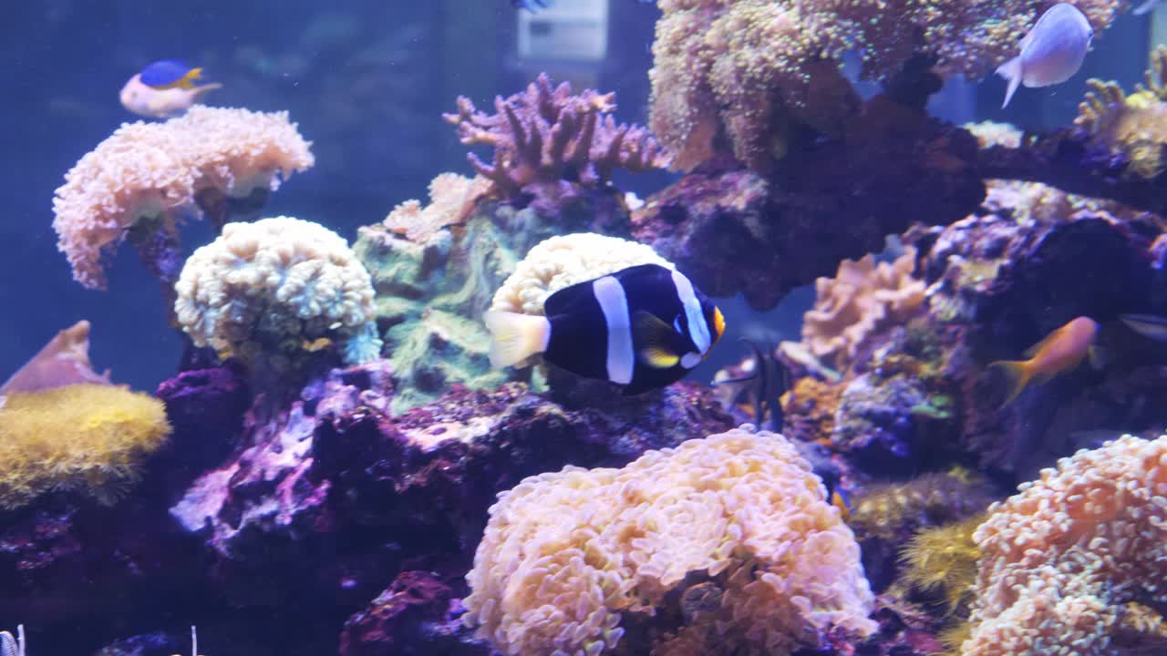 在一个大的水族馆里看鱼视频素材