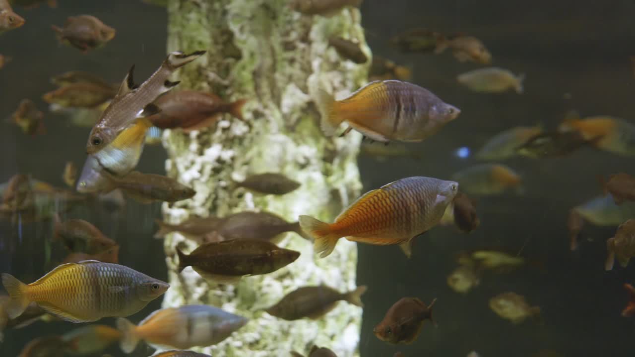 在一个大的水族馆里看鱼视频素材