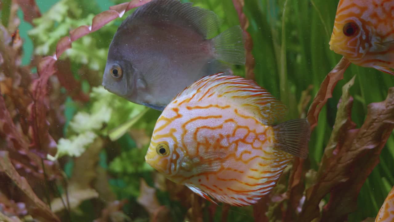 在一个大的水族馆里看鱼视频素材