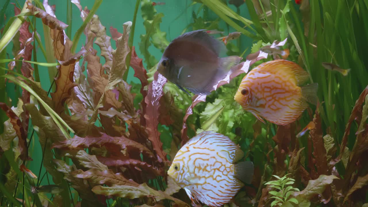 在一个大的水族馆里看鱼视频素材