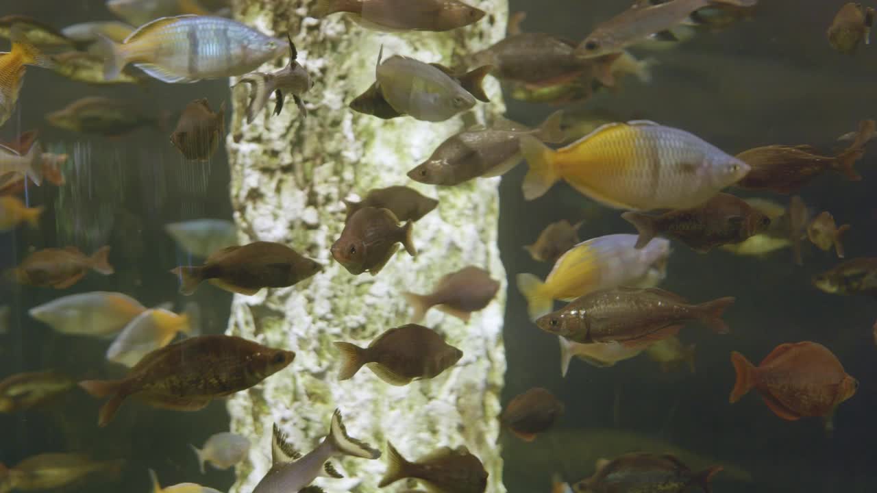 在一个大的水族馆里看鱼视频素材