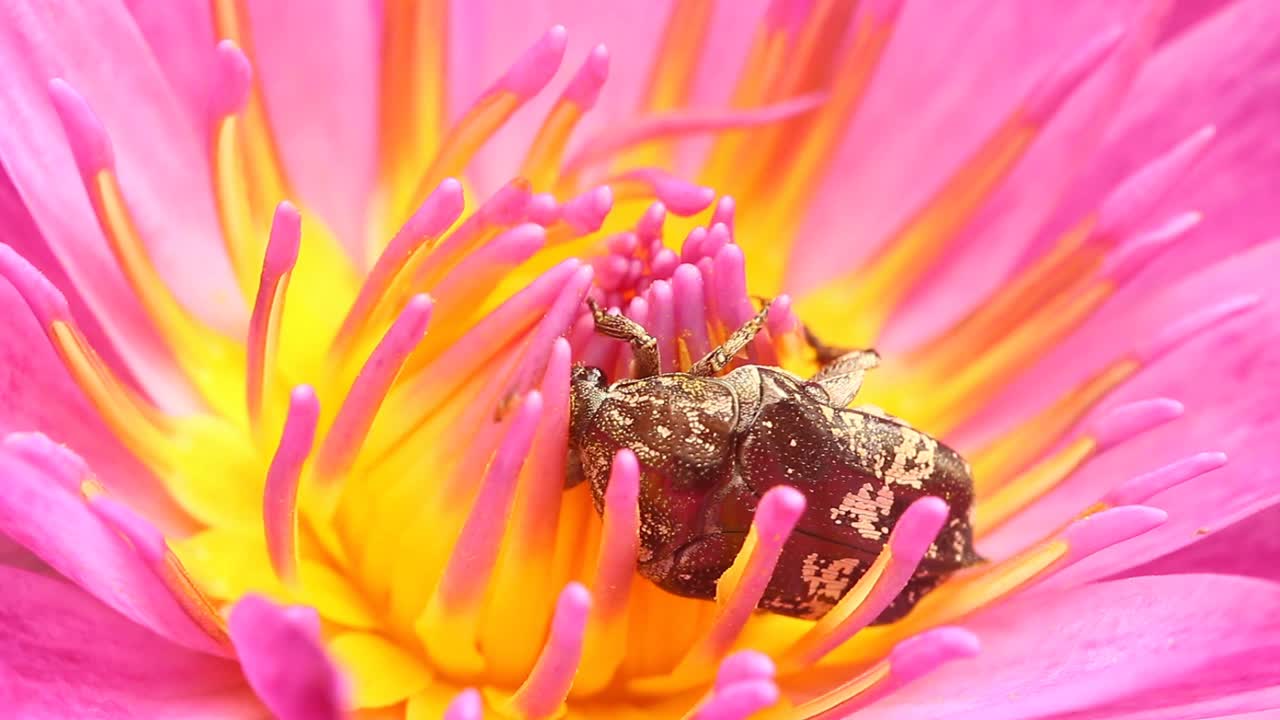 甲虫吃粉红色莲花的花粉视频素材