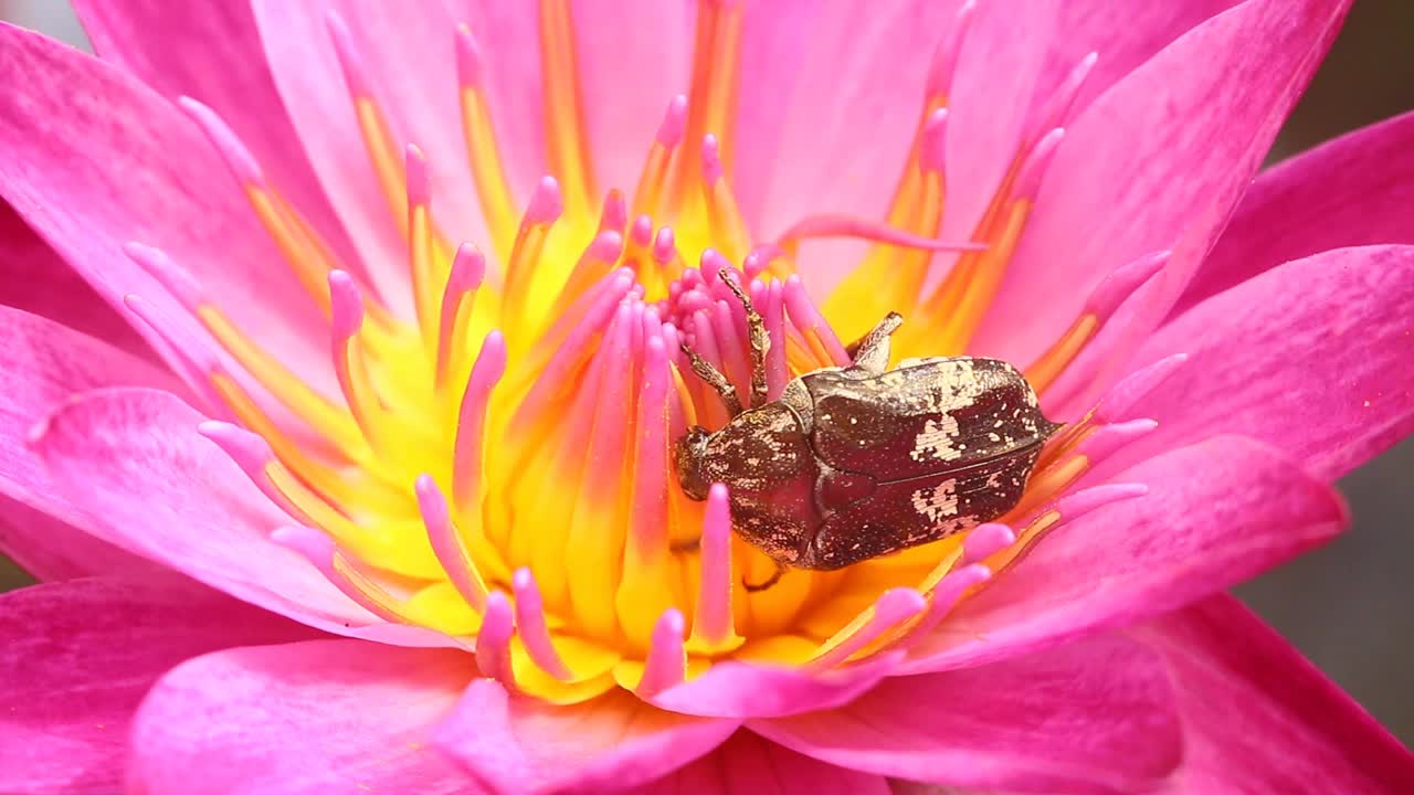 甲虫吃粉红色莲花的花粉视频素材