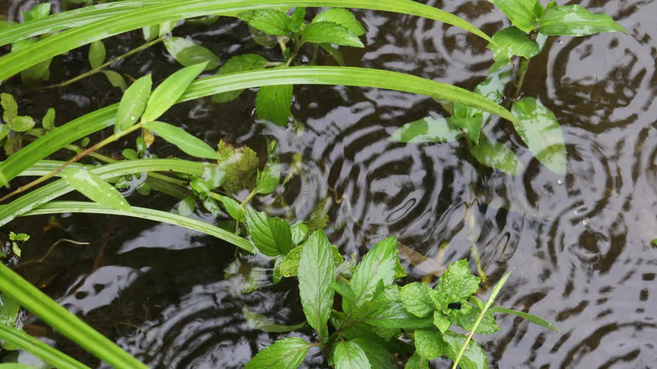 雨天的场景视频素材