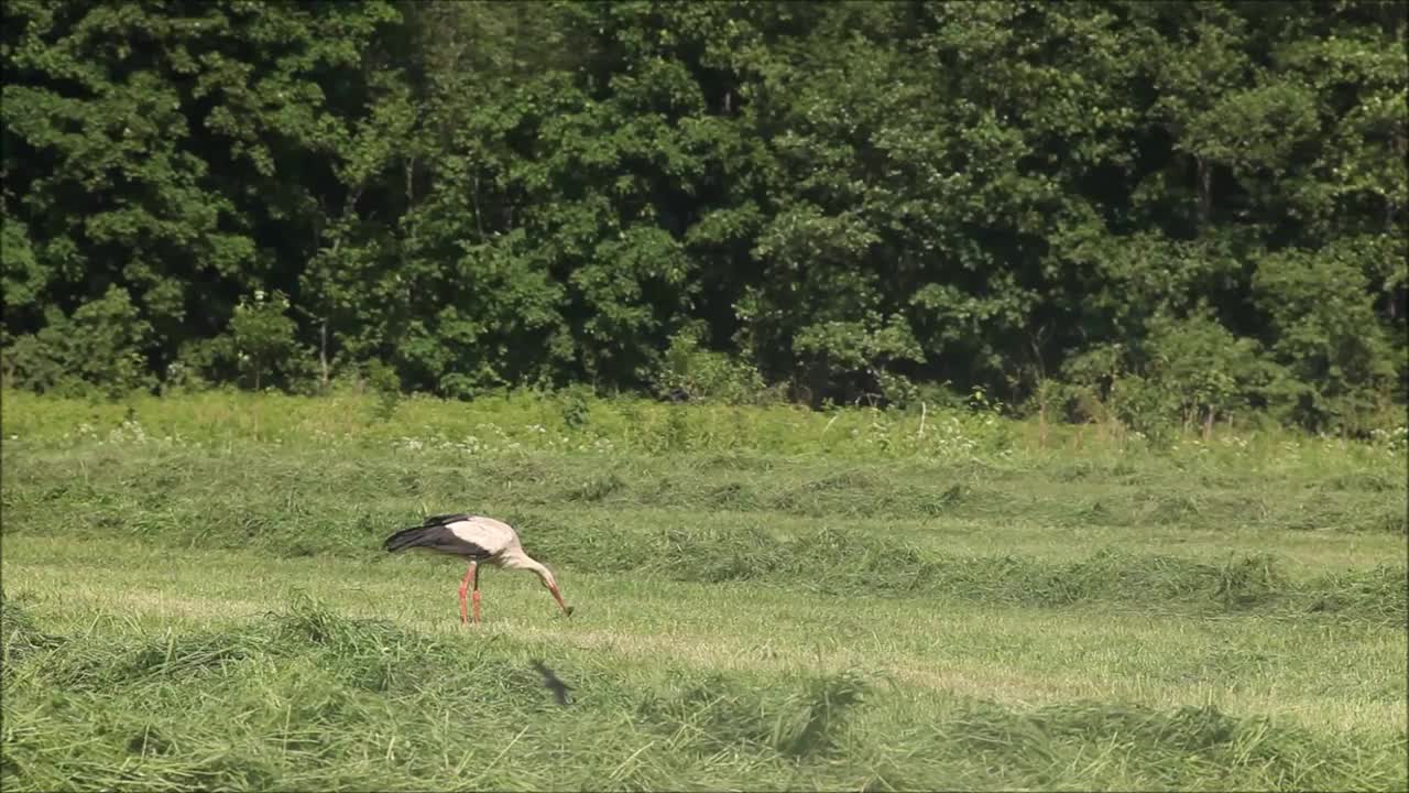 大型欧洲鸟类白鹳，石斑鹤，石斑鹤在刚割下来的草地上散步，寻找食物视频素材