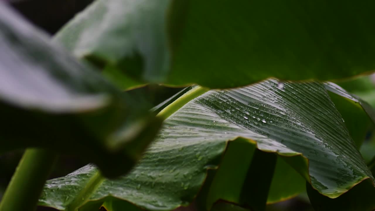 雨滴落在香蕉棕榈叶上视频素材