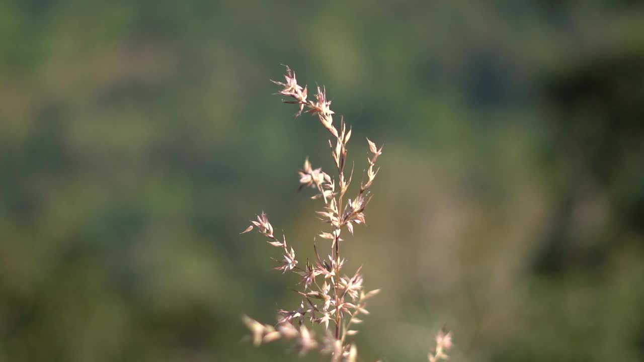 特写镜头的小树枝的草视频素材