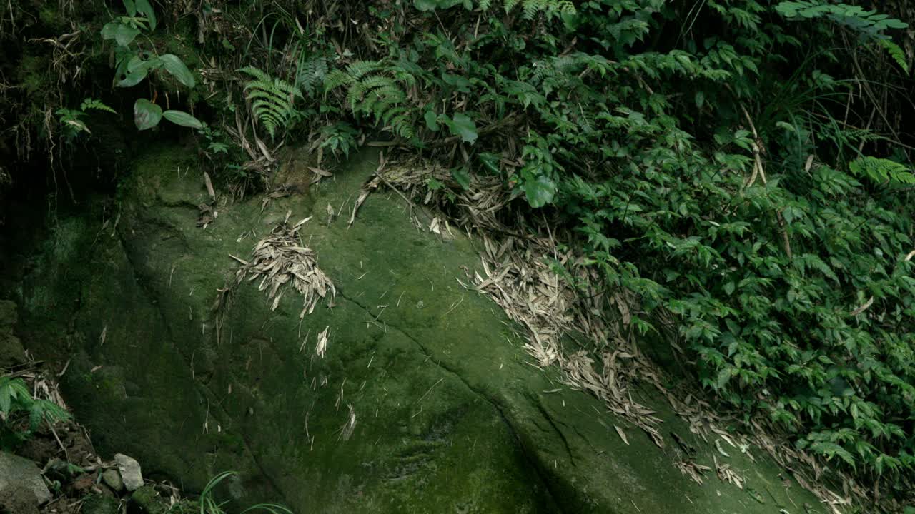 山间小溪，夏日树林视频素材