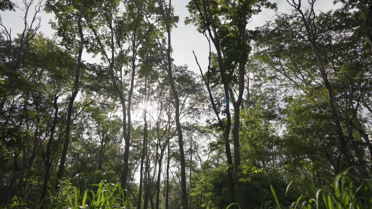 森林里美丽的夏夜。树叶在美丽的黄昏光和阳光在夏天视频素材