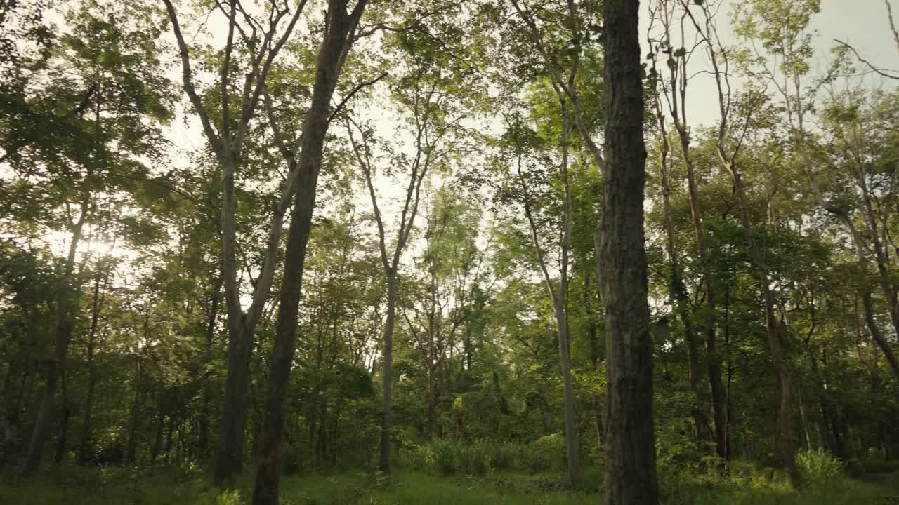 森林里美丽的夏夜。树叶在美丽的黄昏光和阳光在夏天视频素材