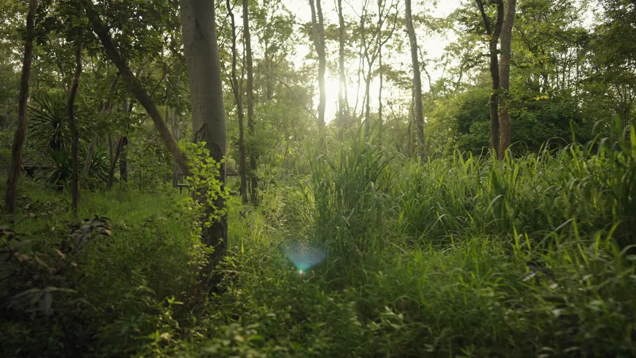 森林里美丽的夏夜。树叶在美丽的黄昏光和阳光在夏天视频素材