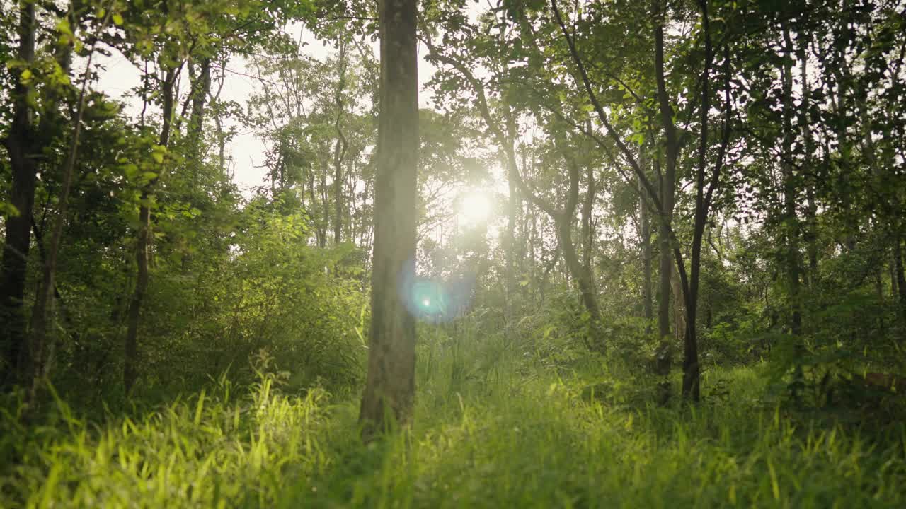 森林里美丽的夏夜。树叶在美丽的黄昏光和阳光在夏天视频素材