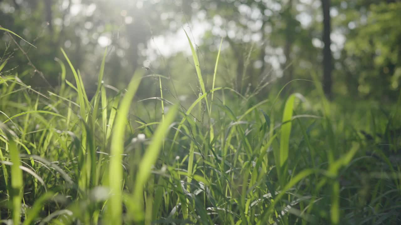 森林里美丽的夏夜。树叶在美丽的黄昏光和阳光在夏天视频素材