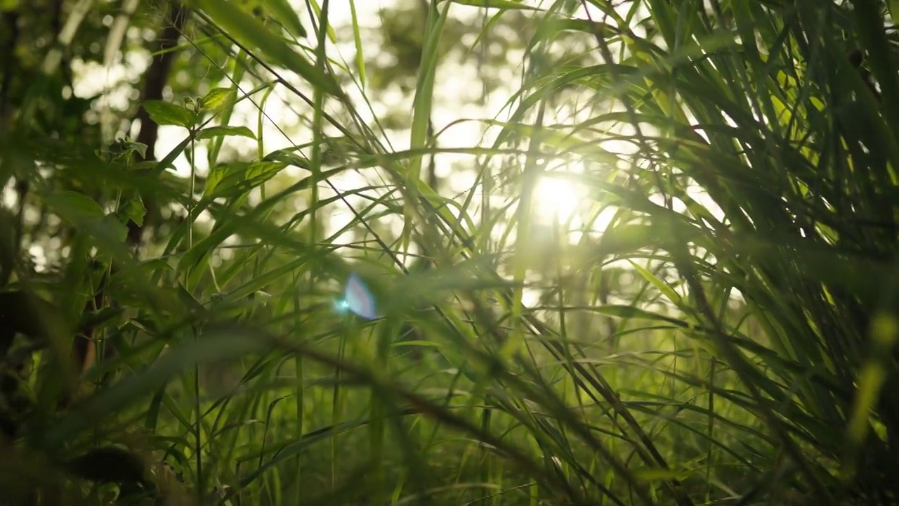 森林里美丽的夏夜。树叶在美丽的黄昏光和阳光在夏天视频素材