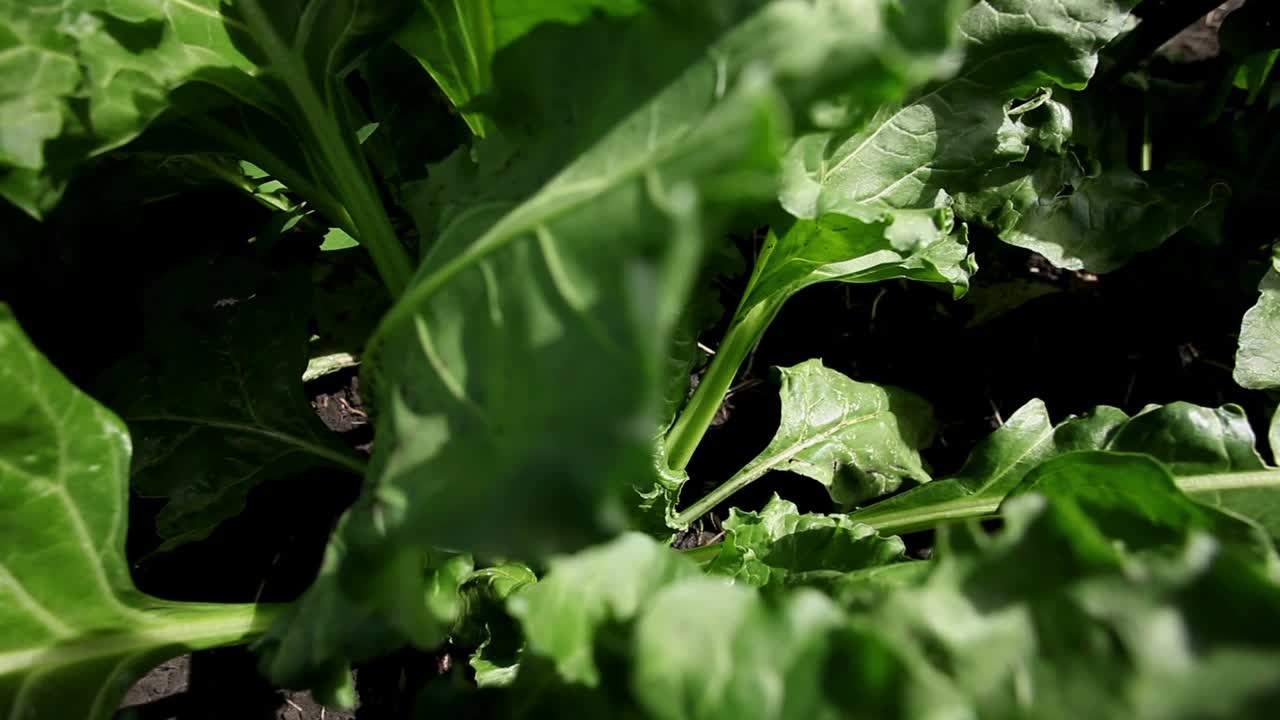 甜菜的栽培成熟的甜菜田。视频素材