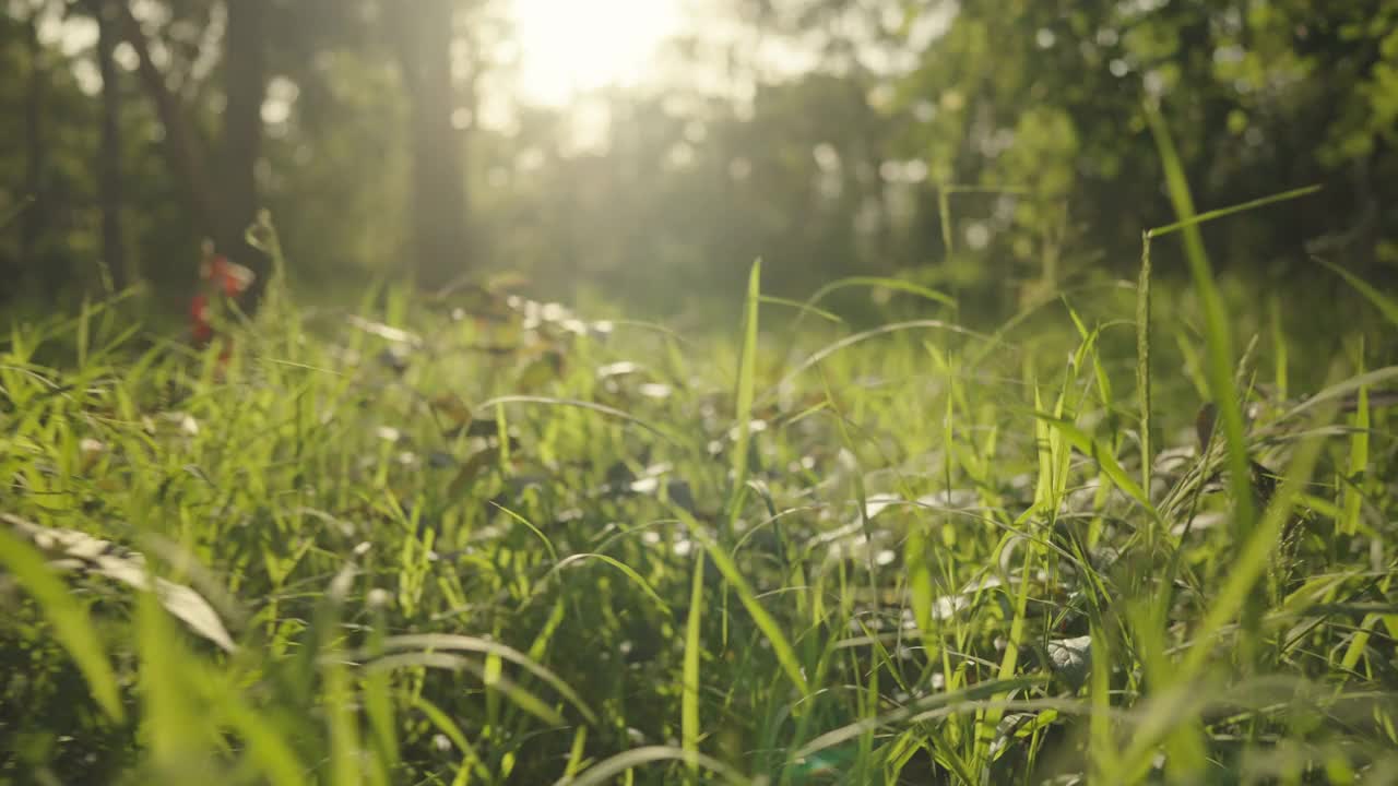 森林里美丽的夏夜。树叶在美丽的黄昏光和阳光在夏天视频素材