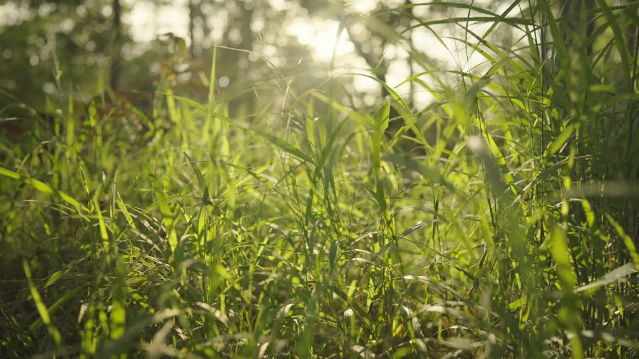 森林里美丽的夏夜。树叶在美丽的黄昏光和阳光在夏天视频素材