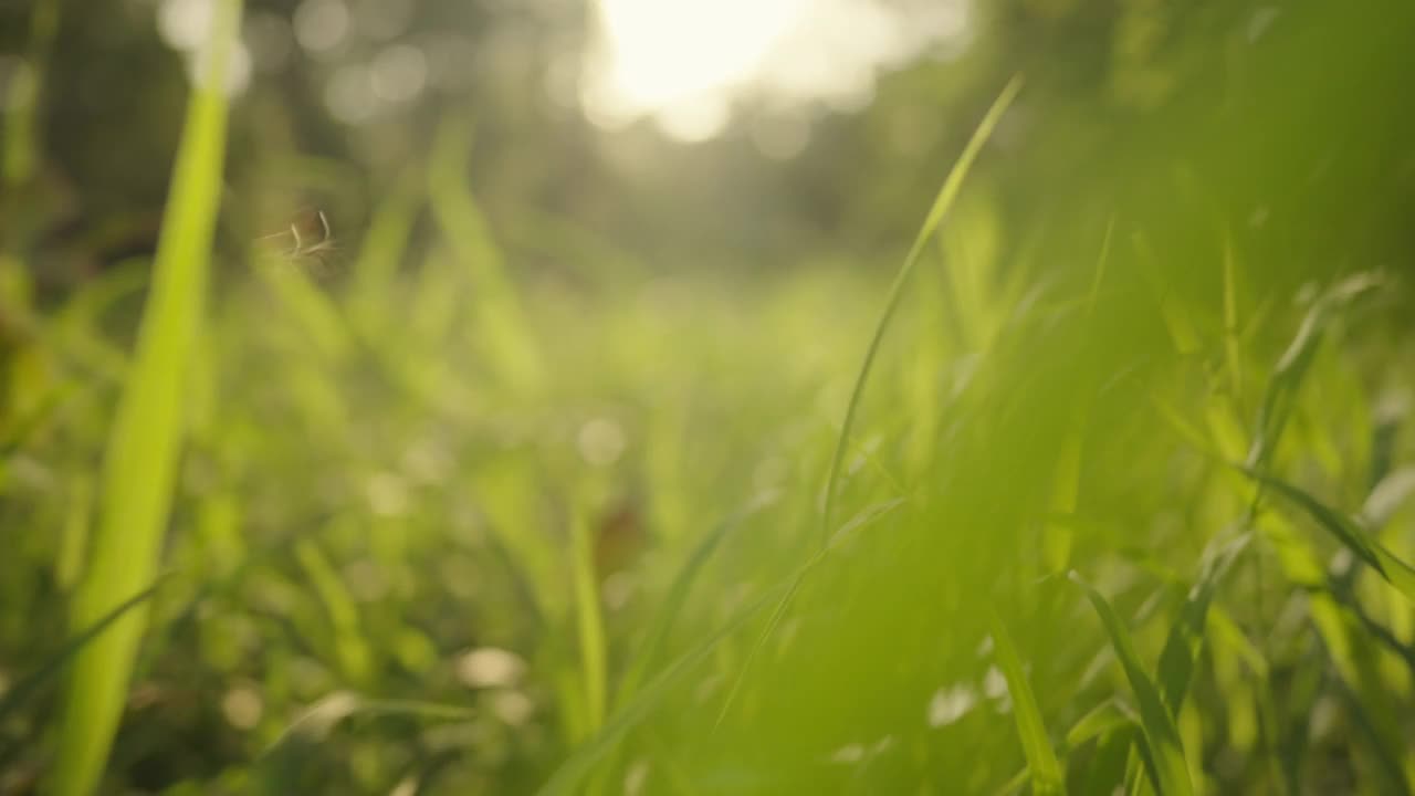 森林里美丽的夏夜。树叶在美丽的黄昏光和阳光在夏天视频素材