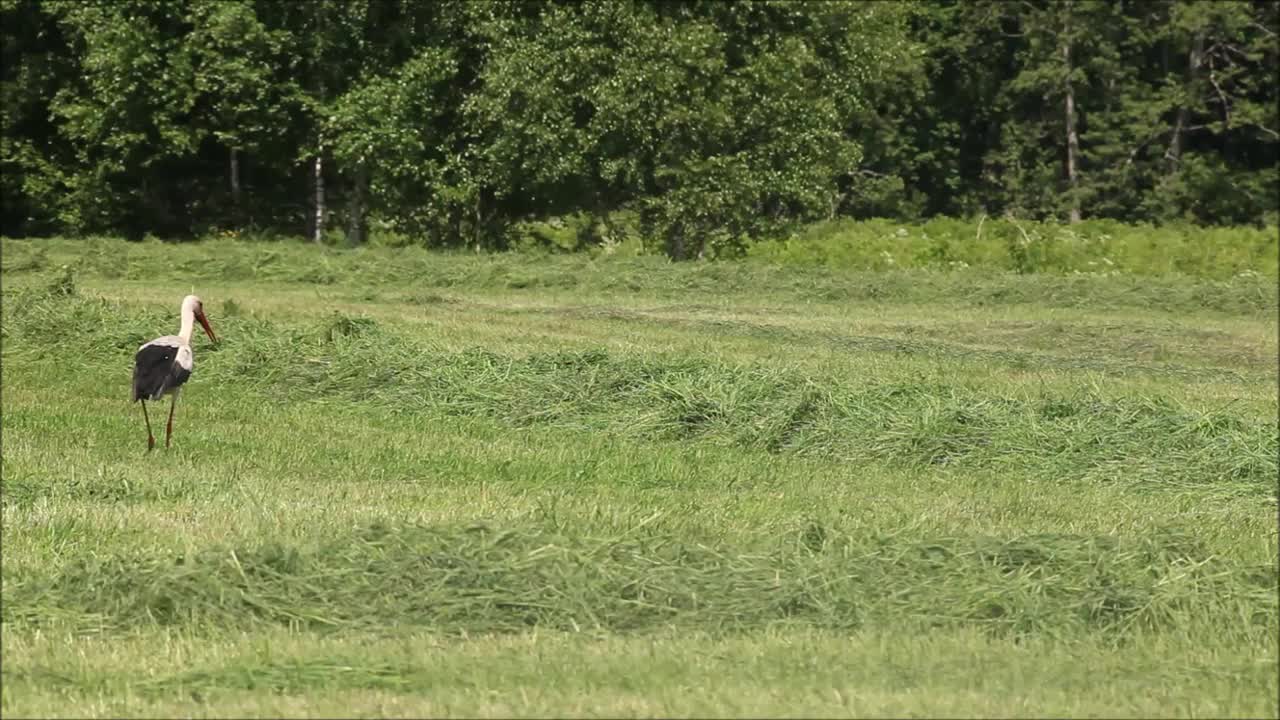 大型欧洲鸟类白鹳，在新割的草地上散步视频素材