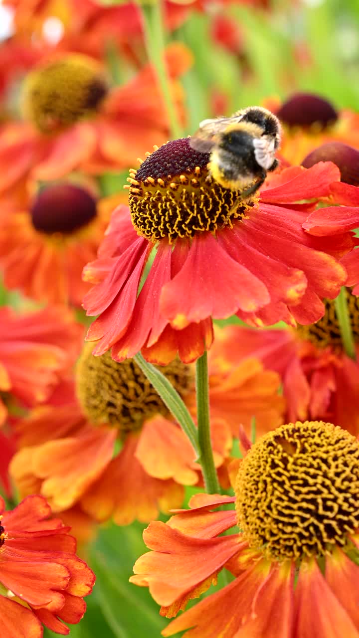 蜜蜂给花园花朵授粉的特写镜头视频素材