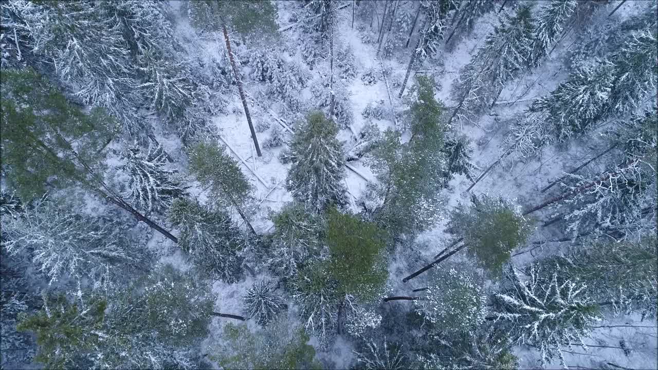 在寒冷的爱沙尼亚，一架缓慢的无人机飞过一片单调、多雪的古老的北方森林视频素材