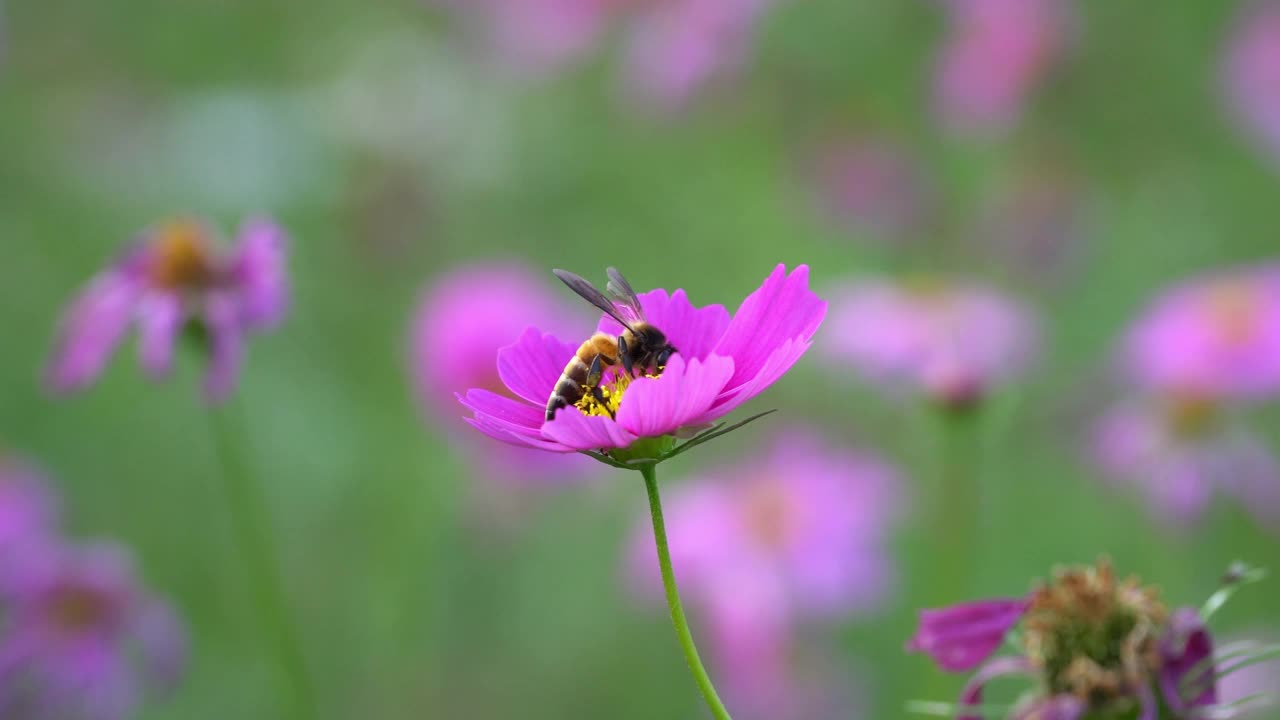 蜜蜂视频素材