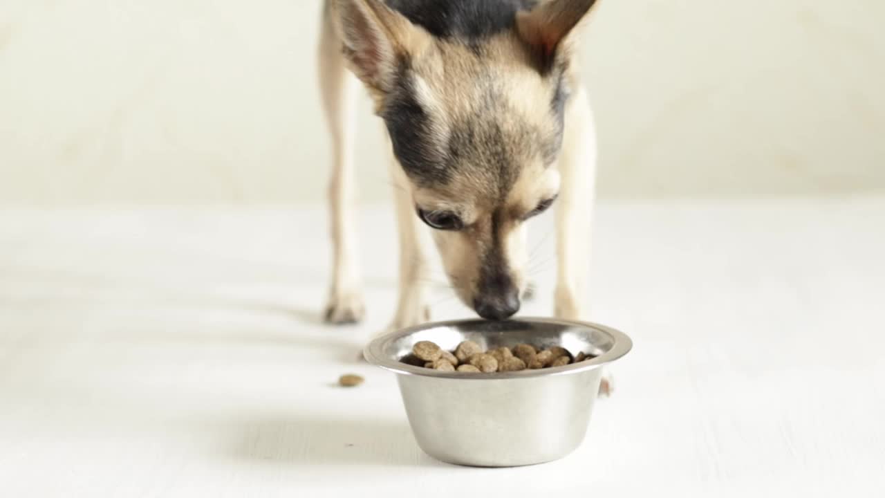 小玩具犬喜欢吃罐装食品，柔软的天然食品，享受美味均衡的新鲜食品视频素材