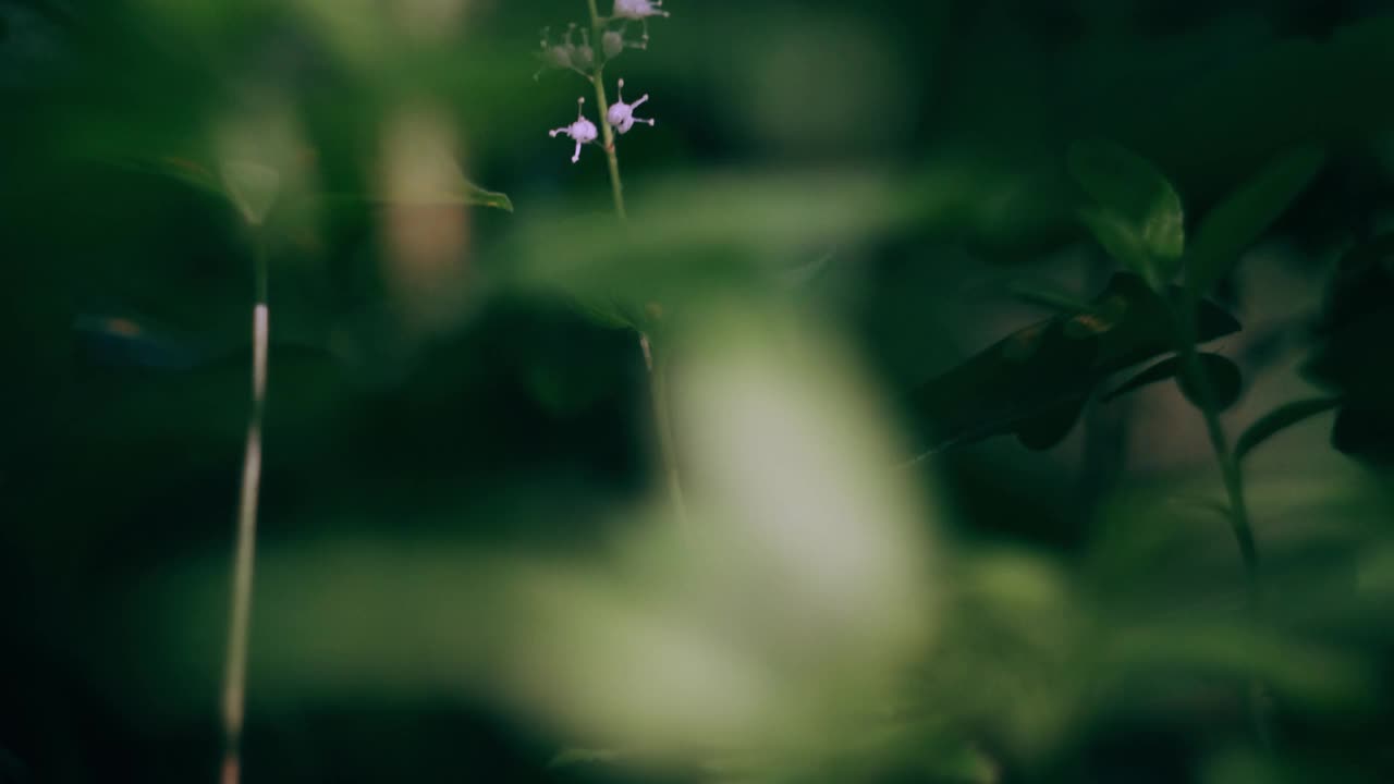 森林里的草特写。明亮的阳光。视频素材